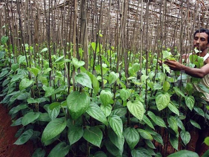 Bari community : social condition and direction | बारी समाज दशा आणि दिशा Bari community : social condition and direction | बारी समाज दशा आणि दिशा