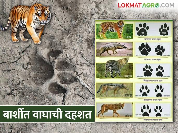 Tigers are still roaming in Barshi taluka; farmers should be careful | बार्शी तालुक्यात वाघ अद्यापही वावरतोय, दहशतीचं वातावरण; शेतकऱ्यांनो काळजी घ्या