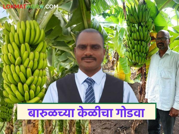 latest news Farmer Success Story: Breaking tradition and moving towards modernity: Itakapalle brothers' successful banana experiment | Farmer Success Story : परंपरा मोडून आधुनिकतेकडे: इटकापल्ले बंधूंचा यशस्वी केळीचा प्रयोग latest news Farmer Success Story: Breaking tradition and moving towards modernity: Itakapalle brothers' successful banana experiment | Farmer Success Story : परंपरा मोडून आधुनिकतेकडे: इटकापल्ले बंधूंचा यशस्वी केळीचा प्रयोग