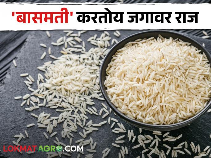 Basmati Rice sets a record, earns so many crores from exports | Basmati Rice बासमती तांदळाने केला विक्रम, निर्यातीतून कमवले इतके कोटी Basmati Rice sets a record, earns so many crores from exports | Basmati Rice बासमती तांदळाने केला विक्रम, निर्यातीतून कमवले इतके कोटी