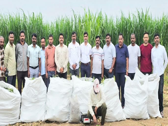 Farmer in Bastawade planted marijuana in his crop, marijuana worth Rs 15 lakh seized | Sangli: बस्तवडेतील शेतकऱ्याने पिकामध्ये केली गांजाची लागवड, १५ लाखांचा गांजा जप्त Farmer in Bastawade planted marijuana in his crop, marijuana worth Rs 15 lakh seized | Sangli: बस्तवडेतील शेतकऱ्याने पिकामध्ये केली गांजाची लागवड, १५ लाखांचा गांजा जप्त