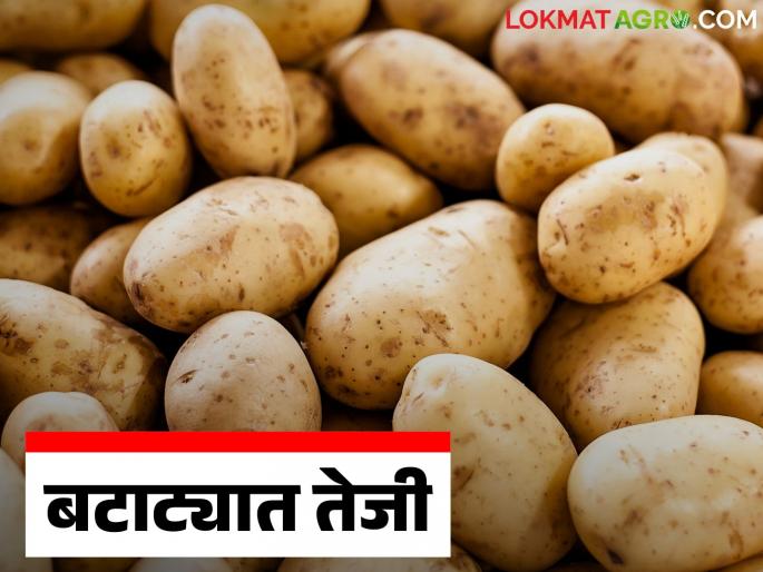 Batata Bajar Bhav : Potato prices increased in Chakan Market Committee: How are prices being obtained? | Batata Bajar Bhav : चाकण बाजार समितीत बटाट्याचा भाव वाढला: कसा मिळतोय दर?