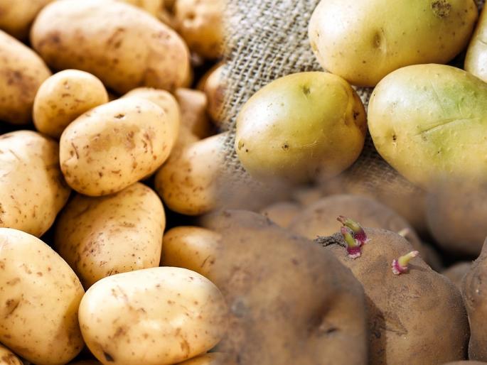 What to avoid when buying potatoes? Potatoes do not cook quickly or overcook? | बटाटे लवकर शिजत नाहीत किंवा जास्त शिजतात? बटाटे खरेदी करताना नेमकं काय चुकतं?