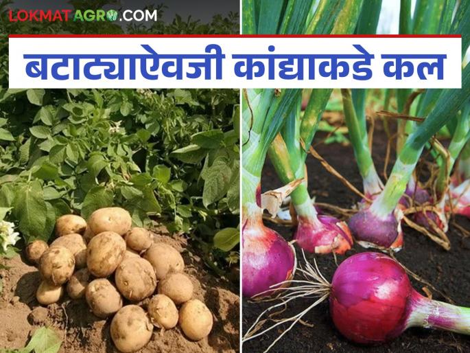 Potato cultivation in the Rabi season can be profitable this year; Why? Find out in detail | यंदा रब्बी हंगामातील बटाटा लागवड ठरू शकते फायदेशीर; कशामुळे? जाणून घ्या सविस्तर