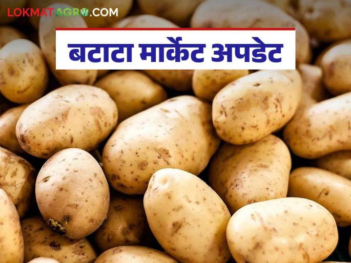 Batata Bajar Bhav : Demand for potato increased due to marriage season; How are you getting the rate? | Batata Bajar Bhav : लग्नसराईमुळे बटाट्याच्या मागणीत झाली वाढ; कसा मिळतोय दर Batata Bajar Bhav : Demand for potato increased due to marriage season; How are you getting the rate? | Batata Bajar Bhav : लग्नसराईमुळे बटाट्याच्या मागणीत झाली वाढ; कसा मिळतोय दर