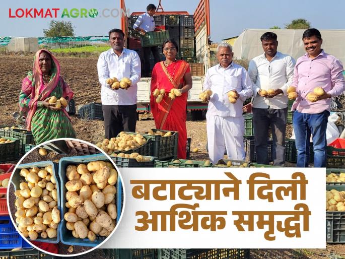 Farmer success story: Read the successful experiment of growing 1,750 quintals of potatoes in 70 days. | farmer success story: ७० दिवसांत १ हजार ७५० क्विंटल बटाट्याचा यशस्वी प्रयोग वाचा यशोगाथा Farmer success story: Read the successful experiment of growing 1,750 quintals of potatoes in 70 days. | farmer success story: ७० दिवसांत १ हजार ७५० क्विंटल बटाट्याचा यशस्वी प्रयोग वाचा यशोगाथा