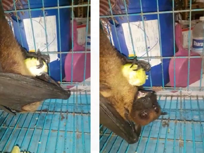 big sale of manja despite ban; bats and pigeon stuck in it; Bird friend saved life! | मांजा बंदी असतानाही सर्रास विक्री; वटवाघुळ आणि कबुतरला फास; पक्षी मित्रामुळे वाचले प्राण!