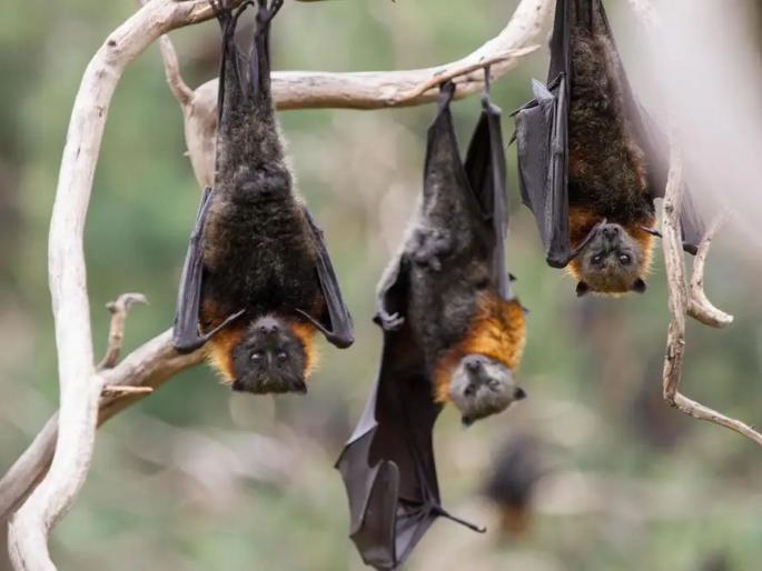 coronavirus village in bihar worships bats no case of COVID 19 reported kkg | CoronaVirus: कोरोनाच काय, 'या' गावात पोहोचला नाही कुठलाच साथीचा आजार; कारण वाचून चकीत व्हाल coronavirus village in bihar worships bats no case of COVID 19 reported kkg | CoronaVirus: कोरोनाच काय, 'या' गावात पोहोचला नाही कुठलाच साथीचा आजार; कारण वाचून चकीत व्हाल