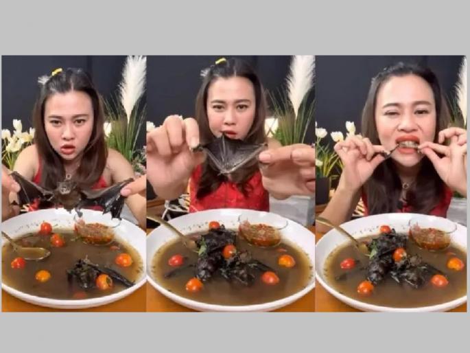 Woman Drinks Bat Soup, Video gone viral; Now the punishment can be 5 years | महिला वटवाघुळाचा सूप प्यायली, Video अपलोड केला; आता होऊ शकते 5 वर्षांची शिक्षा Woman Drinks Bat Soup, Video gone viral; Now the punishment can be 5 years | महिला वटवाघुळाचा सूप प्यायली, Video अपलोड केला; आता होऊ शकते 5 वर्षांची शिक्षा