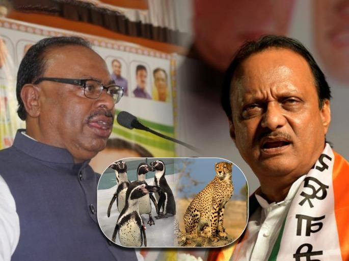 bjp chandrashekhar bawankule replied ncp ajit pawar criticism over vedanta foxconn project and cheetah in india | Maharashtra Politics: “पेंग्विन आणल्याने विकास होतो का?”; चंद्रशेखर बावनकुळेंचा अजित पवारांना रोकडा सवाल bjp chandrashekhar bawankule replied ncp ajit pawar criticism over vedanta foxconn project and cheetah in india | Maharashtra Politics: “पेंग्विन आणल्याने विकास होतो का?”; चंद्रशेखर बावनकुळेंचा अजित पवारांना रोकडा सवाल