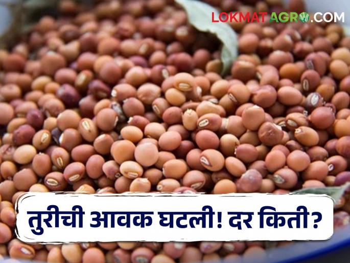Market Rates: Turi's income is very low! But how much is the price? Know today's prices of Turi in the state | Market Rates : तुरीची आवक खूपच कमी! पण दर मिळतोय किती? जाणून घ्या सविस्तर Market Rates: Turi's income is very low! But how much is the price? Know today's prices of Turi in the state | Market Rates : तुरीची आवक खूपच कमी! पण दर मिळतोय किती? जाणून घ्या सविस्तर