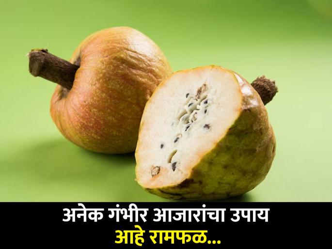 Benefits of Ramphal, Sitaphal, Lakshmanphal and Hanumanphal for health | अनेक गंभीर आजारांचा उपाय आहे रामफळ, फायदे वाचून व्हाल अवाक्... Benefits of Ramphal, Sitaphal, Lakshmanphal and Hanumanphal for health | अनेक गंभीर आजारांचा उपाय आहे रामफळ, फायदे वाचून व्हाल अवाक्...