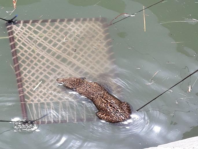 Due to fortune, Mangalbai survived, due to the prediction of the leopard well | दैव बलवत्तर म्हणून मंगलबाई बचावल्या, अंदाज चुकल्याने बिबट्या विहिरीत Due to fortune, Mangalbai survived, due to the prediction of the leopard well | दैव बलवत्तर म्हणून मंगलबाई बचावल्या, अंदाज चुकल्याने बिबट्या विहिरीत