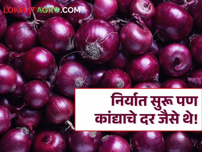 Export continued but onion prices were like this! How much rate are farmers getting? | Onion Rates : निर्यात सुरू पण कांद्याचे दर जैसे थे! शेतकऱ्यांना किती मिळतोय दर? Export continued but onion prices were like this! How much rate are farmers getting? | Onion Rates : निर्यात सुरू पण कांद्याचे दर जैसे थे! शेतकऱ्यांना किती मिळतोय दर?