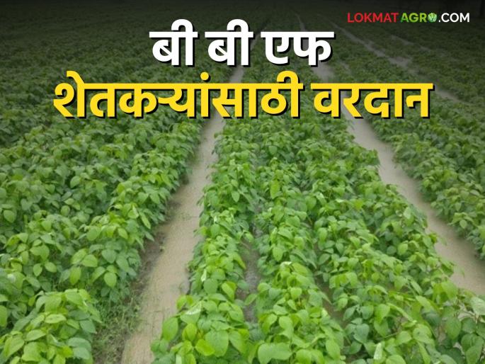 Even after the clouds burst, water did not accumulate in the fields; BBF system is a boon for farmers | ढगफूटी होऊनही शेतात साचले नाही पाणी; बीबीएफ पद्धत शेतकरी बांधवांसाठी ठरतेय वरदान