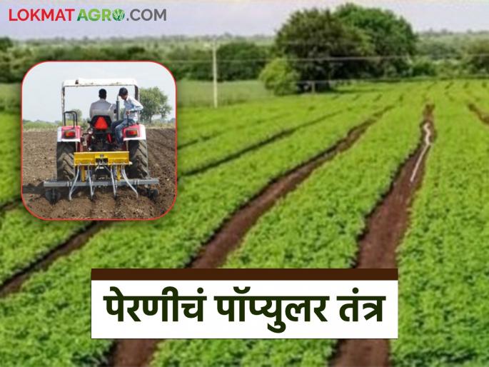 If you want to increase crop production by 25 to 30 percent, sow using this technique | पिक उत्पादनात २५ ते ३० टक्के वाढ करायची असेल तर करा या तंत्राने पेरणी