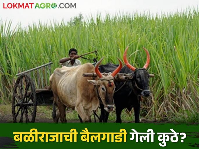 Bullock cart are becoming extinct; Craftsmen became unemployed | बैलगाडी होतेय नामशेष; कारागीर झाले बेरोजगार Bullock cart are becoming extinct; Craftsmen became unemployed | बैलगाडी होतेय नामशेष; कारागीर झाले बेरोजगार