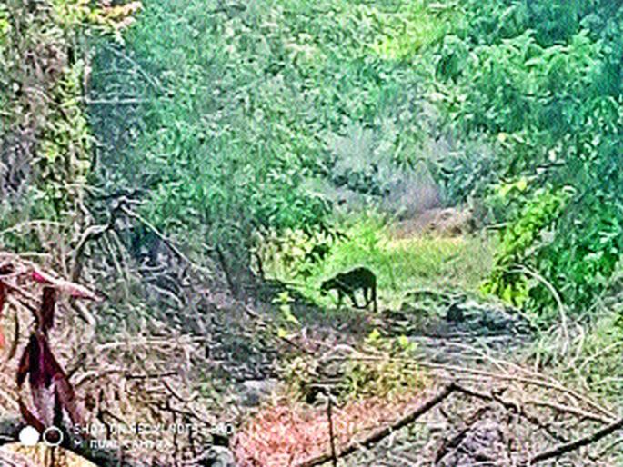 The leopard forest department at Thakur Pimpri has been seized | ठाकूर पिंपरी येथे बिबट्या वन विभागाने केला जेरबंद