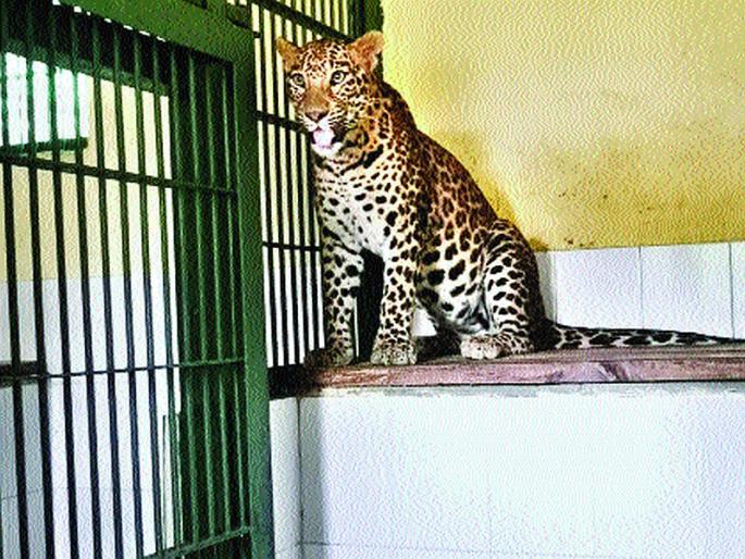 Former cricketer Sandeep Patil has been adopted | माजी क्रिकेटपटू संदीप पाटील यांनी दत्तक घेतला बिबट्या Former cricketer Sandeep Patil has been adopted | माजी क्रिकेटपटू संदीप पाटील यांनी दत्तक घेतला बिबट्या