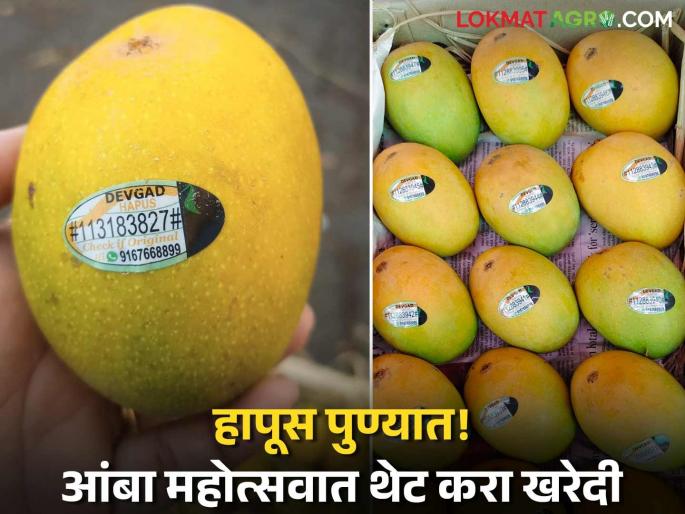 Mango Festival in Pune! Guaranteed Hapus mangoes with GI tag can be purchased directly from farmers | Mango Festival : पुण्यात भरलाय आंबा महोत्सव! थेट शेतकऱ्यांकडून खरेदी करता येणार GI टॅग मिळालेला खात्रीशीर हापूस आंबा