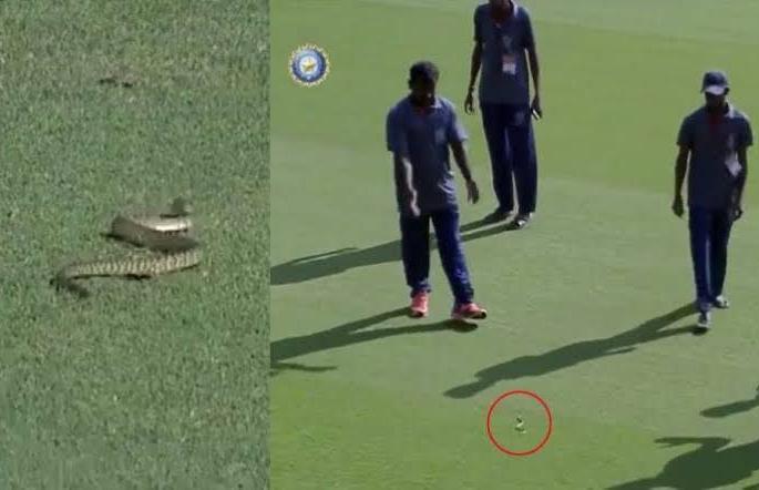 the snake that entered the cricket ground during Mumbai and Karnataka ranji match ... | बाप रे बाप, मैदानात घुसला साप...