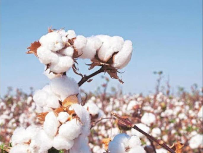 So far, one and a half lakh bales of cotton have been purchased in the state, and the price per quintal is ``this'' | राज्यात आतापर्यंत दीड लाख गाठी कापसाची खरेदी, प्रतिक्विंटल मिळतोय 'एवढा' भाव So far, one and a half lakh bales of cotton have been purchased in the state, and the price per quintal is ``this'' | राज्यात आतापर्यंत दीड लाख गाठी कापसाची खरेदी, प्रतिक्विंटल मिळतोय 'एवढा' भाव