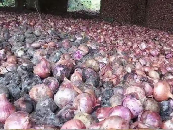 Due to unseasonal rain, onion farmers suffered huge losses in maharashtra | कांदा उत्पादकांवर ओढवले अस्मानी व सुलतानी संकट Due to unseasonal rain, onion farmers suffered huge losses in maharashtra | कांदा उत्पादकांवर ओढवले अस्मानी व सुलतानी संकट