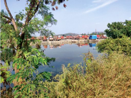 JNPT to build mangrove park | जेएनपीटी उभारणार मँग्रोज पार्क JNPT to build mangrove park | जेएनपीटी उभारणार मँग्रोज पार्क