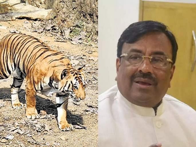 Maharashtra's tiger population around 400 in 2023, performance of state forest department led by Sudhir Mungantiwar | व्याघ्र व्यवस्थापनात महाराष्ट्राचीच डरकाळी; मुनगंटीवार यांच्या नेतृत्वात राज्याच्या वनखात्याची कामगिरी Maharashtra's tiger population around 400 in 2023, performance of state forest department led by Sudhir Mungantiwar | व्याघ्र व्यवस्थापनात महाराष्ट्राचीच डरकाळी; मुनगंटीवार यांच्या नेतृत्वात राज्याच्या वनखात्याची कामगिरी