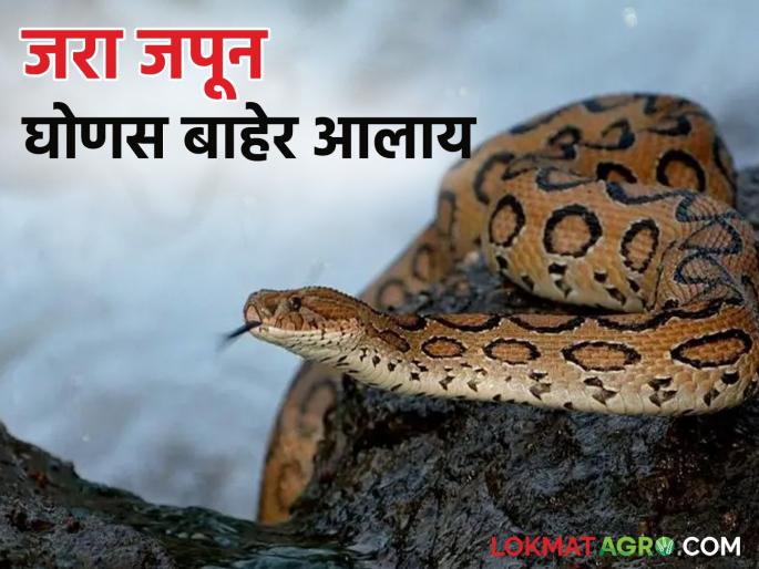 Russell's Viper : Ghonas, a highly venomous snake, has increased in popularity; Take care of 'Asi' | Russell's Viper : घोणस या अतिविषारी सर्पाचा वावर वाढला; 'अशी' घ्या काळजी Russell's Viper : Ghonas, a highly venomous snake, has increased in popularity; Take care of 'Asi' | Russell's Viper : घोणस या अतिविषारी सर्पाचा वावर वाढला; 'अशी' घ्या काळजी