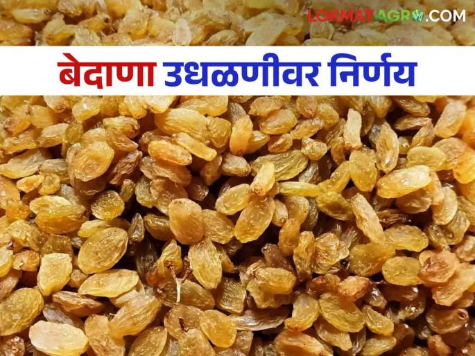 This big decision was in the market committee of Tasgaon for problems in bedana auction issues | तासगावातील बाजारसमितीत बेदाणा उधळणीला लगाम झाला हा मोठा निर्णय This big decision was in the market committee of Tasgaon for problems in bedana auction issues | तासगावातील बाजारसमितीत बेदाणा उधळणीला लगाम झाला हा मोठा निर्णय