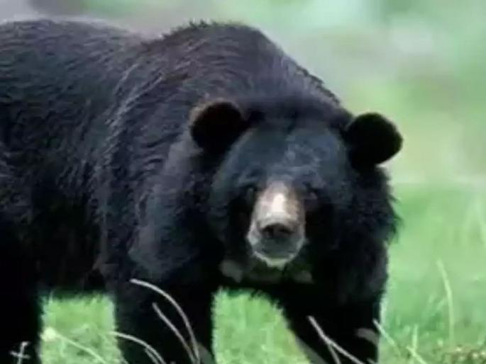 A bear entered the police station, seeing the officers, the employees turned around, only one escape, finally... | पोलीस ठाण्यात घुसलं अस्वल, पाहून अधिकारी, कर्मचाऱ्यांची बोबडी वळली, एकच पळापळ, अखेर... A bear entered the police station, seeing the officers, the employees turned around, only one escape, finally... | पोलीस ठाण्यात घुसलं अस्वल, पाहून अधिकारी, कर्मचाऱ्यांची बोबडी वळली, एकच पळापळ, अखेर...