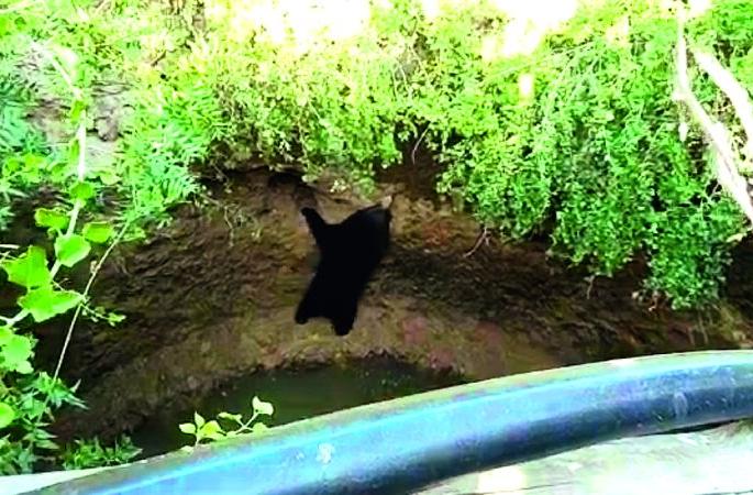 Akot: The bears of a bear blow out of the well! | अकोट : विहिरीबाहेर निघताच अस्वलाने ठोकली धूम! Akot: The bears of a bear blow out of the well! | अकोट : विहिरीबाहेर निघताच अस्वलाने ठोकली धूम!