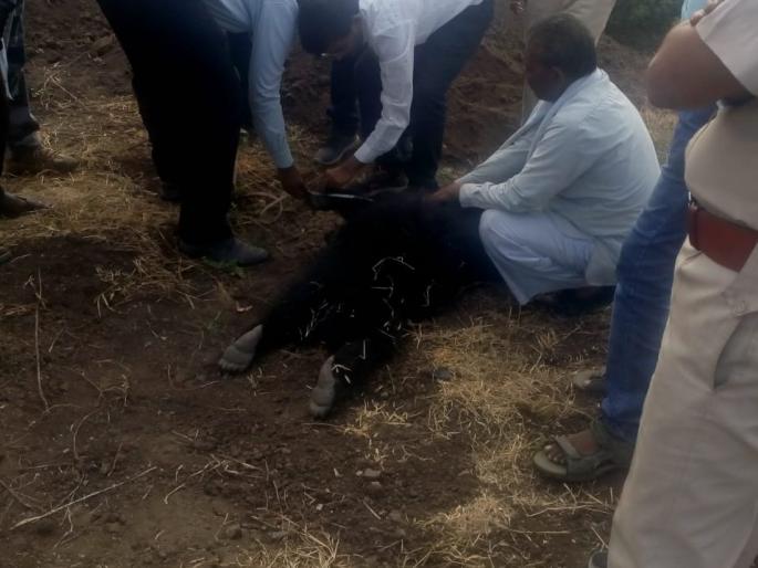 bear death due to multiorgan failure | मल्टीआॅर्गन फेल्युअरमुळे अस्वलाच्या पिल्लाचा मृत्यू bear death due to multiorgan failure | मल्टीआॅर्गन फेल्युअरमुळे अस्वलाच्या पिल्लाचा मृत्यू