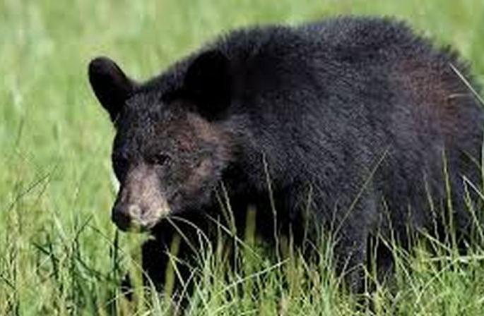 Farmer injured in bear attack in Buldhana District | अस्वलाच्या हल्ल्यात शेतमजूर जखमी Farmer injured in bear attack in Buldhana District | अस्वलाच्या हल्ल्यात शेतमजूर जखमी