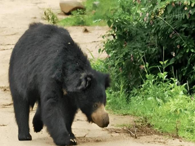 Bear scare in Nanded! One dead, 7 injured in bear attack in Kinwat taluka | नांदेडमध्ये अस्वलाचा थरार! किनवट तालुक्यात अस्वलाच्या हल्ल्यात एकाचा मृत्यू, ७ जण जखमी Bear scare in Nanded! One dead, 7 injured in bear attack in Kinwat taluka | नांदेडमध्ये अस्वलाचा थरार! किनवट तालुक्यात अस्वलाच्या हल्ल्यात एकाचा मृत्यू, ७ जण जखमी