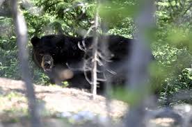 farmer died in attack of beer | अस्वलाच्या हल्ल्यात शेतमजूराचा मृत्यू farmer died in attack of beer | अस्वलाच्या हल्ल्यात शेतमजूराचा मृत्यू