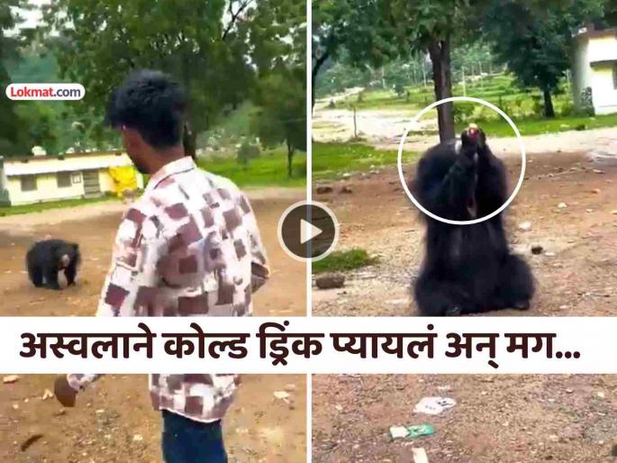chhattisgarh man gave cold drink bear making reel forest department take action | Reels बनवण्यासाठी अस्वलाला पाजलं कोल्ड ड्रिंक, VIDEO व्हायरल झाल्यावर जे घडलं ते पाहून... chhattisgarh man gave cold drink bear making reel forest department take action | Reels बनवण्यासाठी अस्वलाला पाजलं कोल्ड ड्रिंक, VIDEO व्हायरल झाल्यावर जे घडलं ते पाहून...