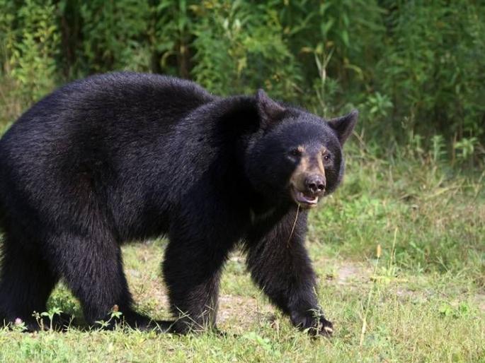 In the bear attack, the young farmer's eyes were lost in Nanaded | अस्वलाच्या हल्ल्यात युवा शेतकऱ्याचे दोन्ही डोळे निकामी In the bear attack, the young farmer's eyes were lost in Nanaded | अस्वलाच्या हल्ल्यात युवा शेतकऱ्याचे दोन्ही डोळे निकामी