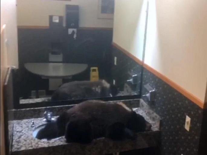 Video : Black bear gets stuck in a hotel Womens bathroom in Montana | Video : हॉटेलच्या लेडीज टॉयलेटमध्ये शिरलं अस्वल आणि.... Video : Black bear gets stuck in a hotel Womens bathroom in Montana | Video : हॉटेलच्या लेडीज टॉयलेटमध्ये शिरलं अस्वल आणि....