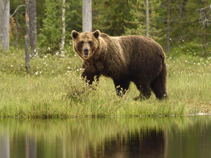 dantewada 10 year old boy risked his life and brought father back from death attacked by bear | कौतुकास्पद! १० वर्षांच्या मुलाचं धाडस; वडिलांना वाचवण्यासाठी थेट अस्वलाशी भिडला अन्... dantewada 10 year old boy risked his life and brought father back from death attacked by bear | कौतुकास्पद! १० वर्षांच्या मुलाचं धाडस; वडिलांना वाचवण्यासाठी थेट अस्वलाशी भिडला अन्...