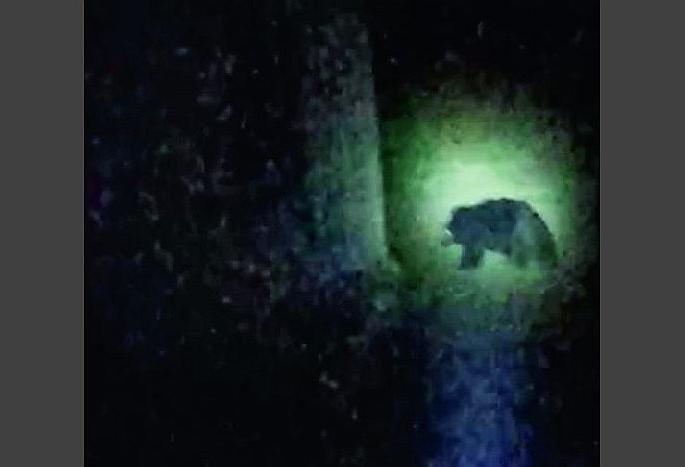 Bears roaming in Anhudkeshwar, | अन् हुडकेश्वरमध्ये भटकत आले अस्वल, नागरिकांमध्ये दहशत Bears roaming in Anhudkeshwar, | अन् हुडकेश्वरमध्ये भटकत आले अस्वल, नागरिकांमध्ये दहशत