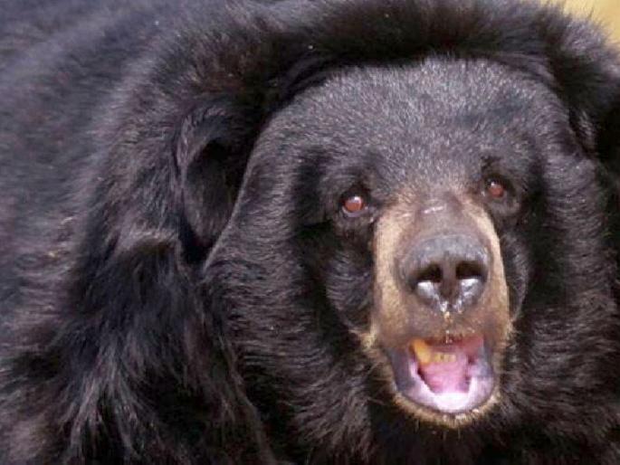 Three laborers who go to pick tendu leaves were injured in a Bear attack | तेंदूपत्ता तोडण्यासाठी गेलेल्या मजुरांवर अस्वलाचा हल्ला; तीन जण जखमी Three laborers who go to pick tendu leaves were injured in a Bear attack | तेंदूपत्ता तोडण्यासाठी गेलेल्या मजुरांवर अस्वलाचा हल्ला; तीन जण जखमी