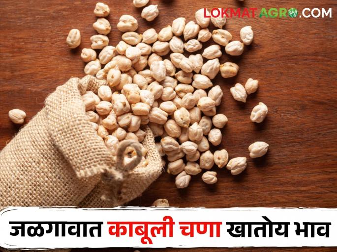 Kabuli Chana eating price in Jalgaon, highest price per quintal | जळगावात काबुली चणा खातोय भाव, क्विंटलमागे सर्वाधिक भाव
