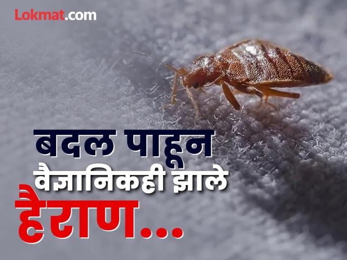 This insect that hides in beds has returns and is 20,000 times more dangerous | २० हजार पट जास्त खतरनाक होऊन पसरला हा कीटक जो बेडमध्ये लपून बसतो, वैज्ञानिक चिंतेत! This insect that hides in beds has returns and is 20,000 times more dangerous | २० हजार पट जास्त खतरनाक होऊन पसरला हा कीटक जो बेडमध्ये लपून बसतो, वैज्ञानिक चिंतेत!