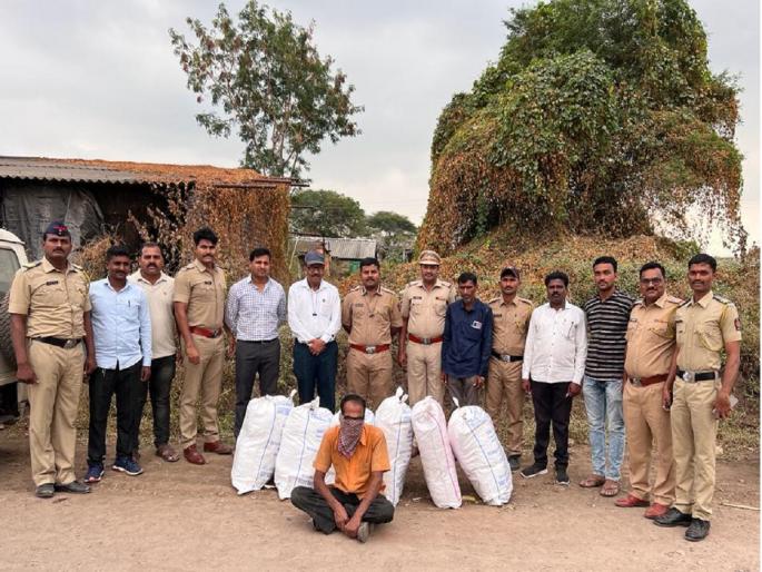 59 kg of ganja kept in chicken shed seized; Ashti police action | कोंबड्याच्या शेडमध्ये ठेवलेला ५९ किलो गांजा जप्त; आष्टी पोलिसांची कारवाई 59 kg of ganja kept in chicken shed seized; Ashti police action | कोंबड्याच्या शेडमध्ये ठेवलेला ५९ किलो गांजा जप्त; आष्टी पोलिसांची कारवाई