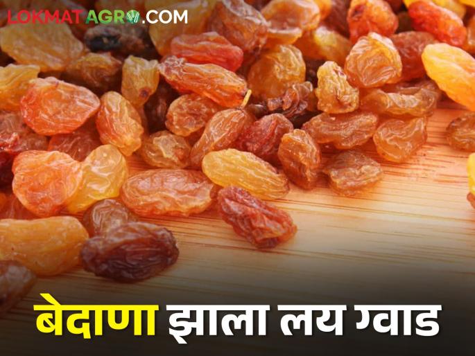 Raisins supported the farmers; Getting the highest market price | शेतकऱ्यांना बेदाण्याने दिली साथ; मिळतोय उच्चांकी बाजारभाव Raisins supported the farmers; Getting the highest market price | शेतकऱ्यांना बेदाण्याने दिली साथ; मिळतोय उच्चांकी बाजारभाव