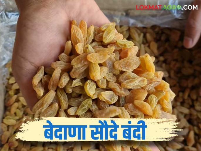 Pandharpur Market Committee ban traders for raisin auctions; raisin producer farmers in trouble | पंढरपूर बाजार समितीत अडत्यांना बेदाणे सौदे बंदी; बेदाणा उत्पादक शेतकरी अडचणीत