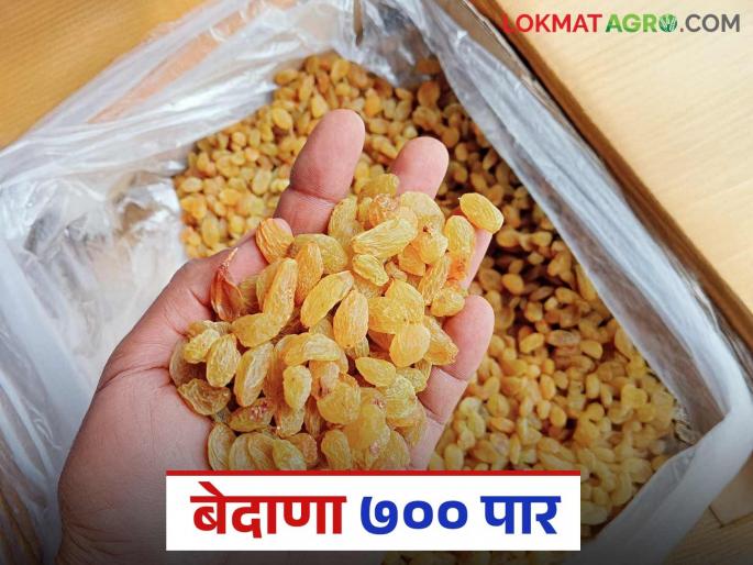 Bedana Market : Raisins prices rise in Pandharpur Market Committee; Turnover of Rs 67 crore | Bedana Market : पंढरपूर बाजार समितीत बेदाणा दर तेजीत; ६७ कोटी रुपयांची उलाढाल Bedana Market : Raisins prices rise in Pandharpur Market Committee; Turnover of Rs 67 crore | Bedana Market : पंढरपूर बाजार समितीत बेदाणा दर तेजीत; ६७ कोटी रुपयांची उलाढाल