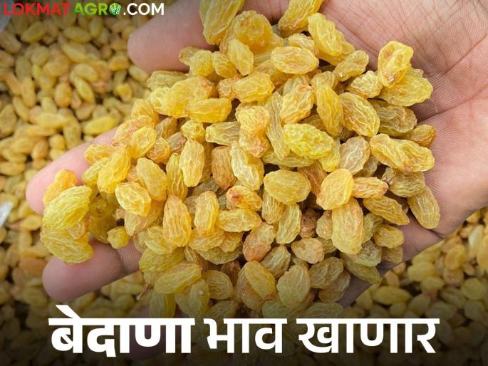 Bedana Bajar Bhav : Last year grape raisin fetched Rs 130 and will remain in high demand this year; How is the price being obtained? | Bedana Bajar Bhav : मागील वर्षी १३० रुपये भाव मिळणारा बेदाणा यंदा राहणार तेजीत; कसा मिळतोय दर Bedana Bajar Bhav : Last year grape raisin fetched Rs 130 and will remain in high demand this year; How is the price being obtained? | Bedana Bajar Bhav : मागील वर्षी १३० रुपये भाव मिळणारा बेदाणा यंदा राहणार तेजीत; कसा मिळतोय दर